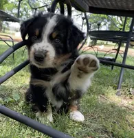 Bo, a  Australian Shepherd for sale in Sparta, TN – Photo 1 of 7
