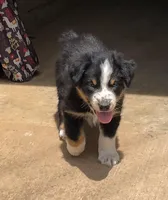 Bo, a  Australian Shepherd for sale in Sparta, TN – Photo 3 of 7