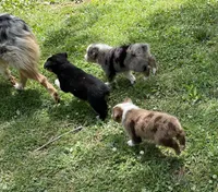 Bo, a  Australian Shepherd for sale in Sparta, TN – Photo 5 of 7