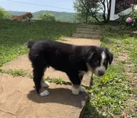 Bo, a  Australian Shepherd for sale in Sparta, TN – Photo 6 of 7