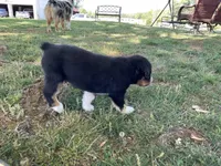 Bo, a  Australian Shepherd for sale in Sparta, TN – Photo 7 of 7