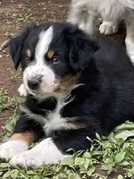 Bo, a  Australian Shepherd for sale in Sparta, TN – Photo 2 of 7