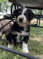 Bo, a  Australian Shepherd for sale in Sparta, TN – Photo 4 of 7
