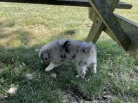 Bluebell, a female Australian Shepherd for sale in Sparta, TN – Photo 3 of 3