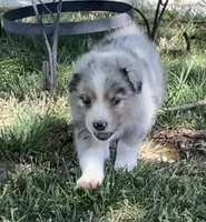 Bluebell, a female Australian Shepherd for sale in Sparta, TN – Photo 2 of 3