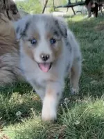 Bluebell, a female Australian Shepherd for sale in Sparta, TN – Photo 1 of 3