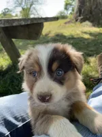 Kip, a male Australian Shepherd for sale in Sparta, TN – Photo 2 of 5