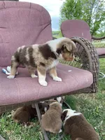 Kip, a male Australian Shepherd for sale in Sparta, TN – Photo 4 of 5