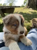 Kip, a male Australian Shepherd for sale in Sparta, TN – Photo 3 of 5