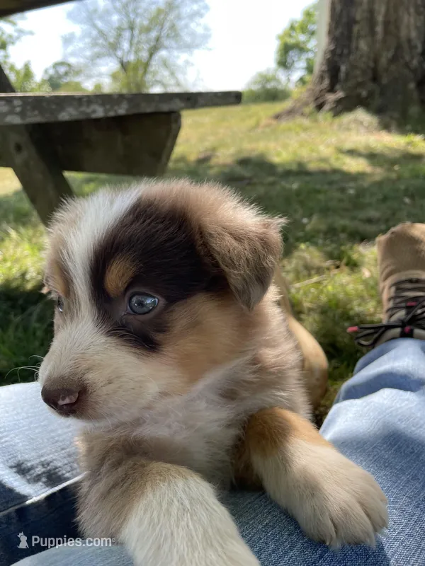 Kip – Australian Shepherd puppy for sale in Sparta, TN