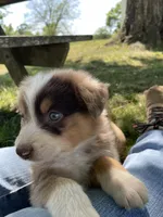 Kip, a male Australian Shepherd for sale in Sparta, TN – Photo 1 of 5