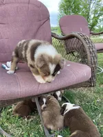 Kip, a male Australian Shepherd for sale in Sparta, TN – Photo 5 of 5