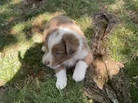 Ollie, a male Australian Shepherd for sale in Sparta, TN – Photo 2 of 4