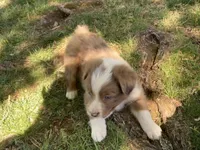 Ollie, a male Australian Shepherd for sale in Sparta, TN – Photo 3 of 4