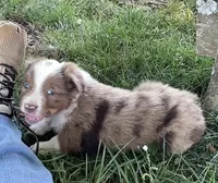 Ollie, a male Australian Shepherd for sale in Sparta, TN – Photo 4 of 4