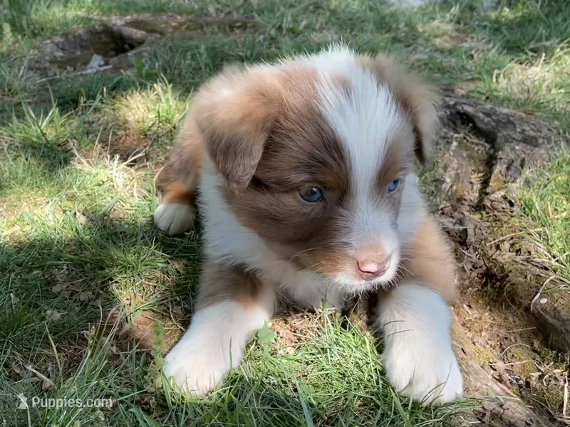 Ollie, a male Australian Shepherd for sale in Sparta, TN – Photo 1 of 4