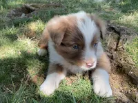 Ollie, a male Australian Shepherd for sale in Sparta, TN – Photo 1 of 4