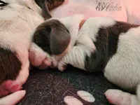 Clover , a female Basset Hound for sale in Surprise, AZ – Photo 4 of 8