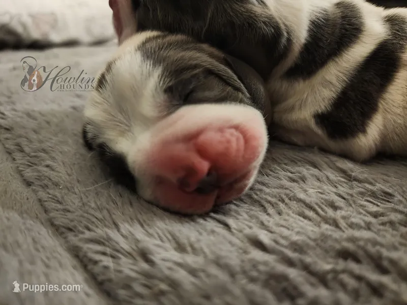 Clover  – Basset Hound puppy on hold in Surprise, AZ