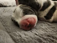 Clover , a female Basset Hound for sale in Surprise, AZ – Photo 1 of 8