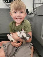 Clover , a female Basset Hound for sale in Surprise, AZ – Photo 8 of 8