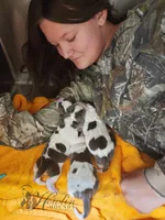 Clover , a female Basset Hound for sale in Surprise, AZ – Photo 7 of 8