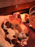 Clover , a female Basset Hound for sale in Surprise, AZ – Photo 6 of 8