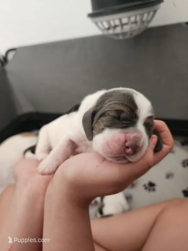 Bumble  – Basset Hound puppy on hold in Surprise, AZ