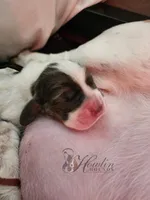 Bumble , a male Basset Hound for sale in Surprise, AZ – Photo 5 of 8