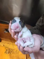 Bumble , a male Basset Hound for sale in Surprise, AZ – Photo 6 of 8