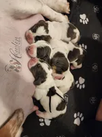 Bumble , a male Basset Hound for sale in Surprise, AZ – Photo 7 of 8