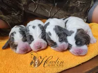 Bumble , a male Basset Hound for sale in Surprise, AZ – Photo 2 of 8