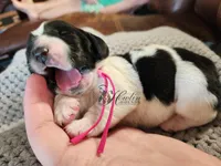 Tsireya , a female Basset Hound for sale in Surprise, AZ – Photo 9 of 10