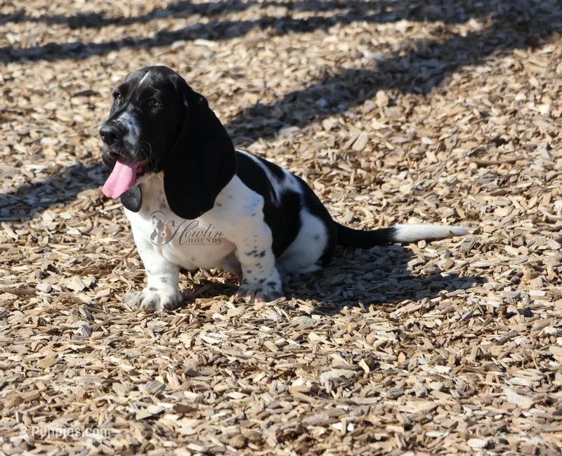 Tsireya  – Basset Hound puppy for sale in Surprise, AZ