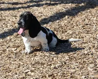 Tsireya , a female Basset Hound for sale in Surprise, AZ – Photo 1 of 10
