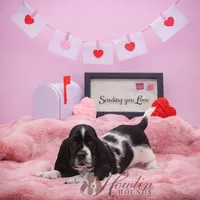 Tsireya , a female Basset Hound for sale in Surprise, AZ – Photo 6 of 10