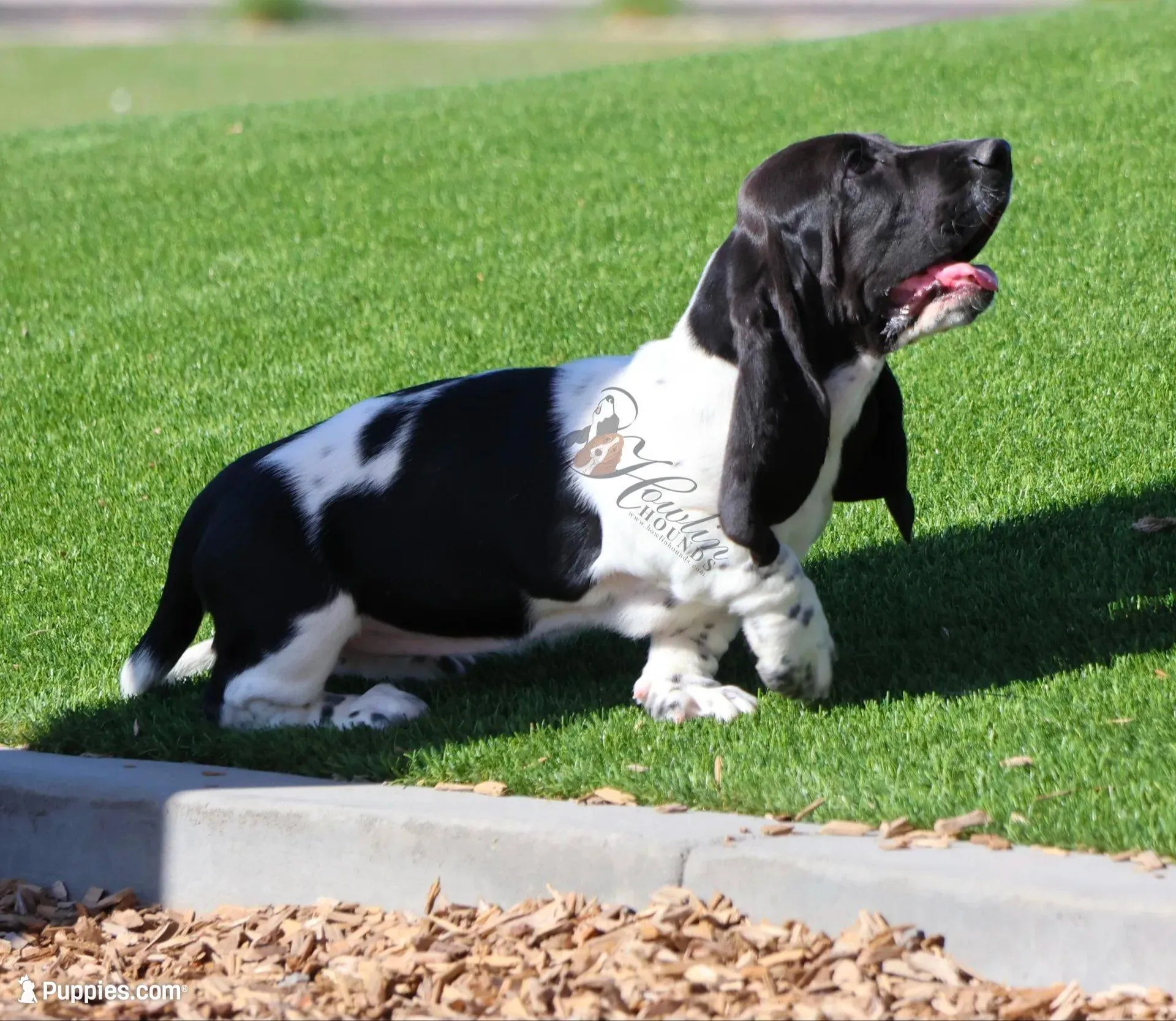 Tsireya , a female Basset Hound for sale in Surprise, AZ – Photo 2 of 10