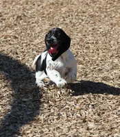 Tsireya , a female Basset Hound for sale in Surprise, AZ – Photo 3 of 10