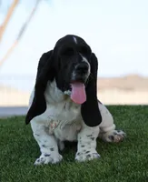 Tsireya , a female Basset Hound for sale in Surprise, AZ – Photo 5 of 10