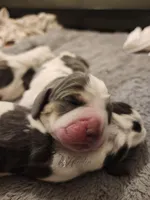 Ivy, a female Basset Hound for sale in Surprise, AZ – Photo 3 of 6