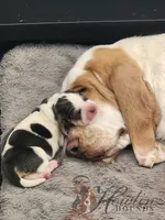 Ivy, a female Basset Hound for sale in Surprise, AZ – Photo 2 of 6