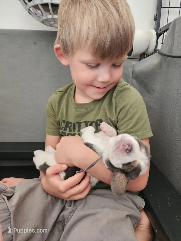 Ivy – Basset Hound puppy on hold in Surprise, AZ