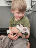 Ivy, a female Basset Hound for sale in Surprise, AZ – Photo 1 of 6