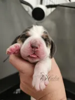 Ivy, a female Basset Hound for sale in Surprise, AZ – Photo 4 of 6