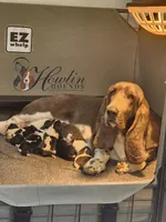 Tsireya , a female Basset Hound for sale in Surprise, AZ – Photo 10 of 10