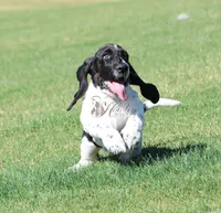 Tsireya , a female Basset Hound for sale in Surprise, AZ – Photo 4 of 10