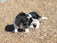 Tsireya , a female Basset Hound for sale in Surprise, AZ – Photo 8 of 10