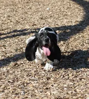 Tsireya , a female Basset Hound for sale in Surprise, AZ – Photo 7 of 10