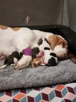 Manuka , a female Basset Hound for sale in Surprise, AZ – Photo 3 of 6