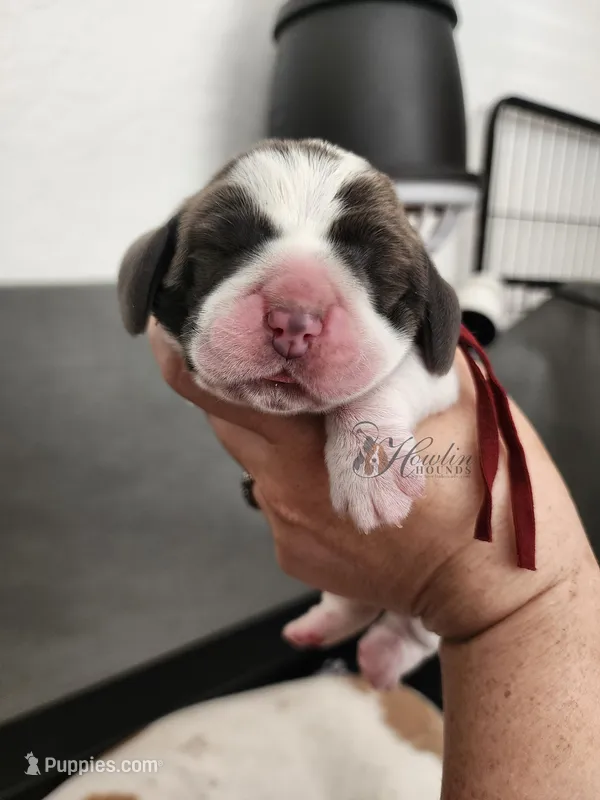 Manuka  – Basset Hound puppy on hold in Surprise, AZ